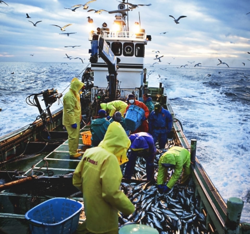 餌も豊富な五島の急流で育ったサバは身が締まりコリコリとした食感が特徴です。
