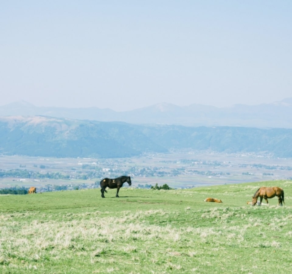 雄大な阿蘇の大地でノビノビと育った桜肉をご提供しています。