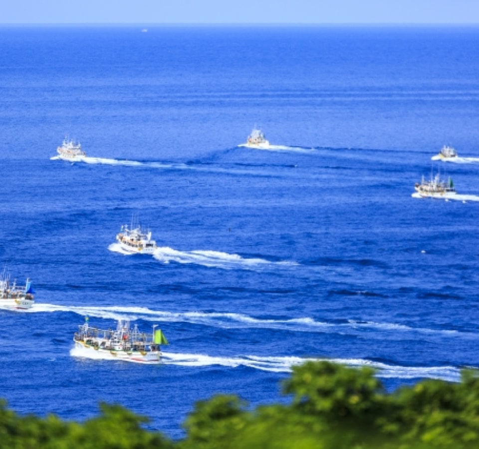 イカ漁は夕方に出発し夜に釣りあげます。玄界灘の「夜焚き釣り」の漁火が有名です。