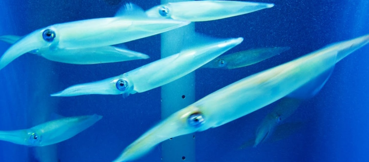 店内の大型水槽(生簀)で泳ぐイカを直前に捌いてお出します。